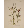 Plate 38 illustrating Iris tuberosa, elegant composition, velvety burgundy flowers and beautifully preserved Honig watermark.