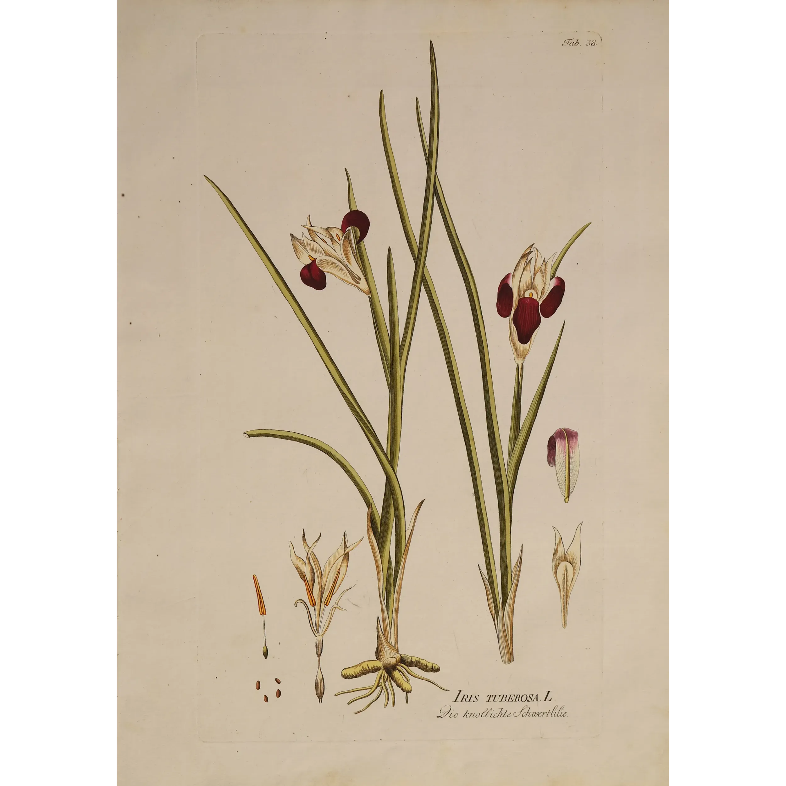 Plate 38 illustrating Iris tuberosa, elegant composition, velvety burgundy flowers and beautifully preserved Honig watermark.