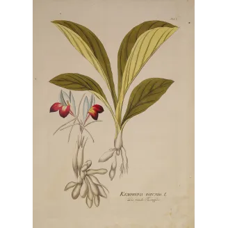 Kaempferia rotunda, crimson flowers and underground tubers, original hand-colored botanical engraving by  Plenck, Vienna c.1788