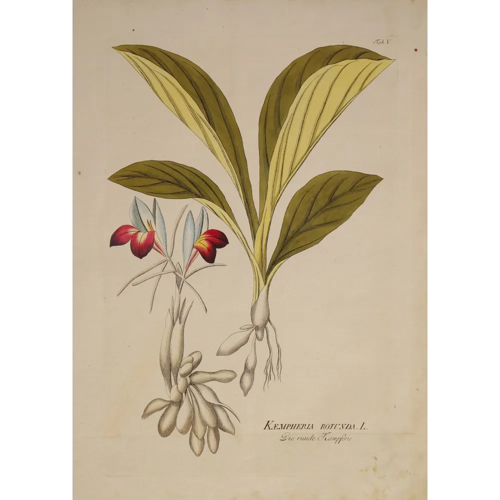 Kaempferia rotunda, crimson flowers and underground tubers, original hand-colored botanical engraving by  Plenck, Vienna c.1788