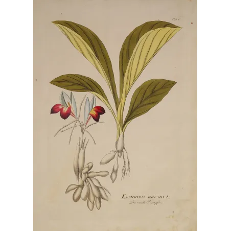 Kaempferia rotunda, crimson flowers and underground tubers, original hand-colored botanical engraving by  Plenck, Vienna c.1788