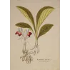 Kaempferia rotunda, crimson flowers and underground tubers, original hand-colored botanical engraving by  Plenck, Vienna c.1788