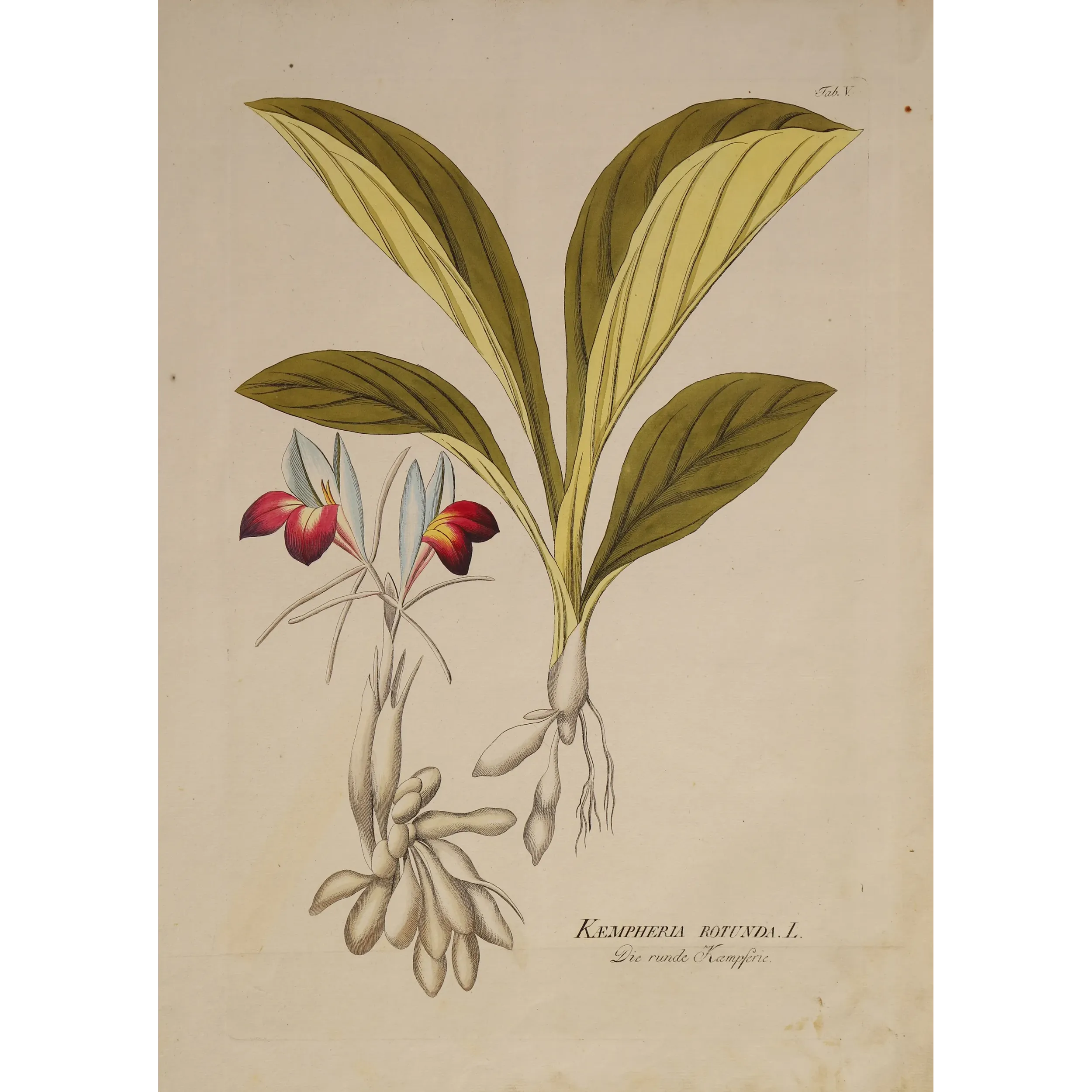 Kaempferia rotunda, crimson flowers and underground tubers, original hand-colored botanical engraving by  Plenck, Vienna c.1788