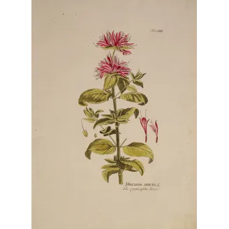 Monarda didyma with crimson flowers, original hand-colored botanical engraving by Joseph Jacob von Plenck, Vienna c.1788