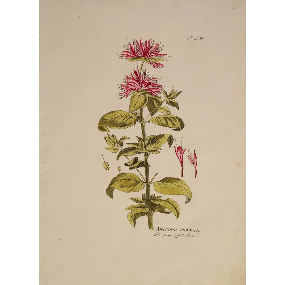 Monarda didyma with crimson flowers, original hand-colored botanical engraving by Joseph Jacob von Plenck, Vienna c.1788