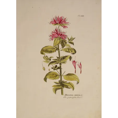 Monarda didyma with crimson flowers, original hand-colored botanical engraving by Joseph Jacob von Plenck, Vienna c.1788