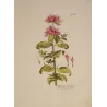 Monarda didyma with crimson flowers, original hand-colored botanical engraving by Joseph Jacob von Plenck, Vienna c.1788