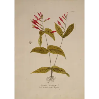 Spigelia marilandica | Original Botanical Engraving by Joseph Jacob von Plenck (c.1788)