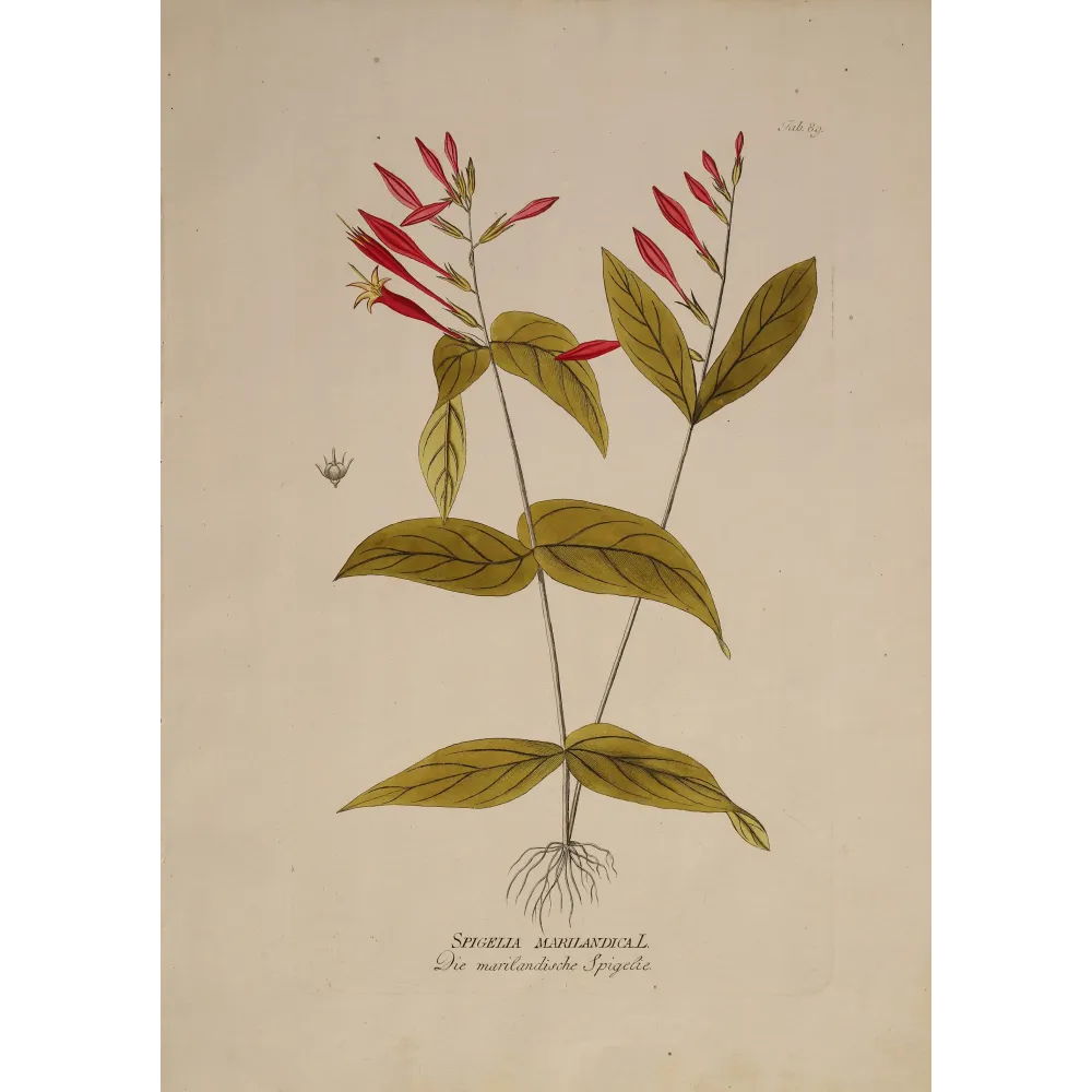 Spigelia marilandica | Original Botanical Engraving by Joseph Jacob von Plenck (c.1788)