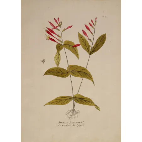 Spigelia marilandica | Original Botanical Engraving by Joseph Jacob von Plenck (c.1788)