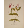 Maryland Pinkroot (Spigelia marilandica) – Original Hand-Colored Botanical Engraving by Joseph Jacob von Plenck (c. 1788)