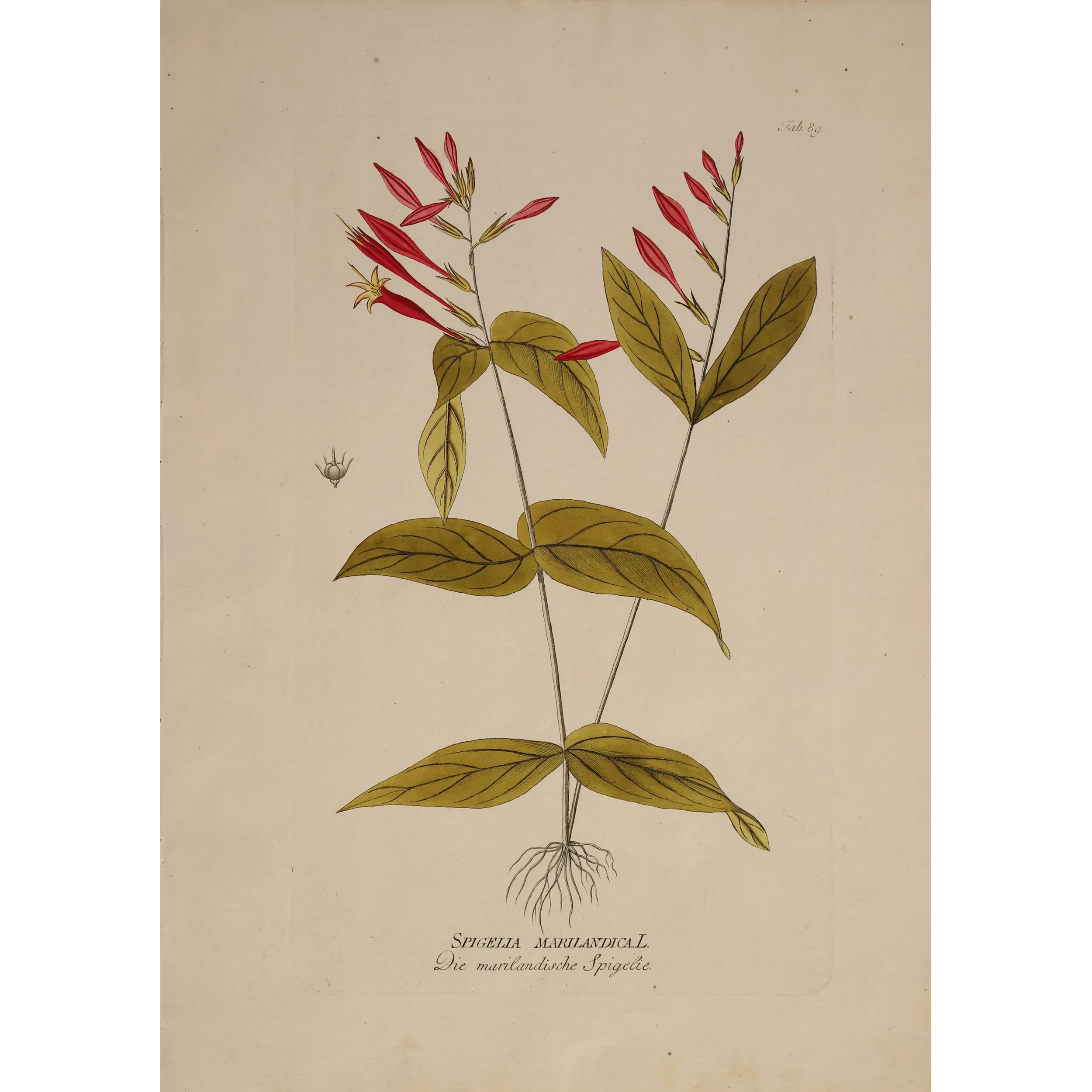 Spigelia marilandica | Original Botanical Engraving by Joseph Jacob von Plenck (c.1788)
