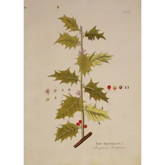 Ilex aquifolium | Original Botanical Engraving by Joseph Jacob von Plenck