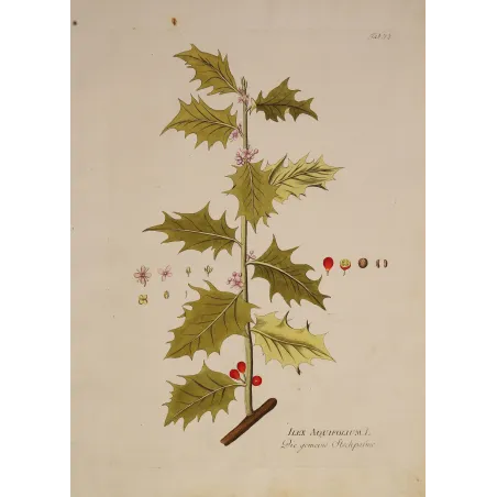 Ilex aquifolium | Original Botanical Engraving by Joseph Jacob von Plenck