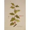 Common Holly (Ilex aquifolium) – Original Hand-Colored Botanical Engraving by Joseph Jacob von Plenck (c. 1788)