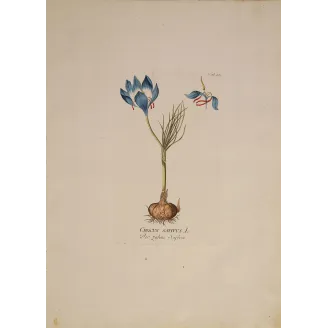 Crocus sativus saffron flower with bulb, original hand-colored botanical engraving by  Plenck, Vienna c.1788