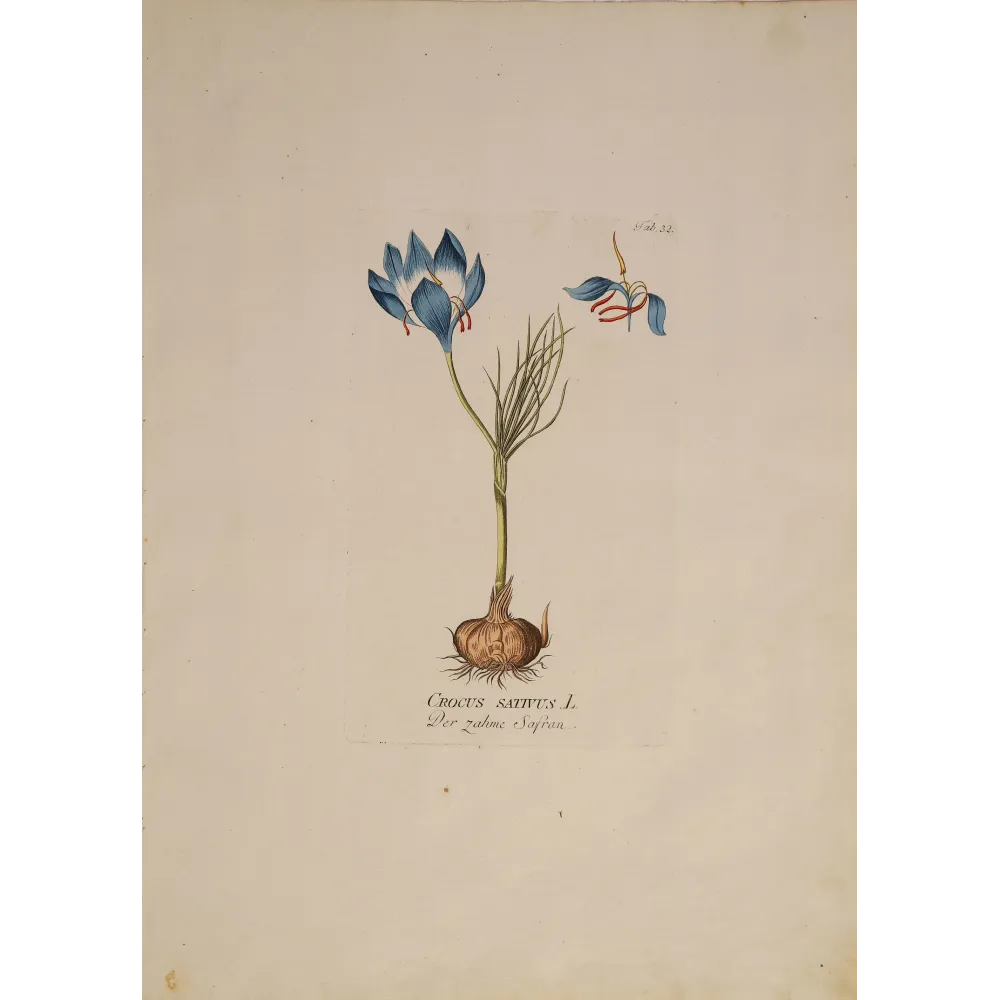 Crocus sativus saffron flower with bulb, original hand-colored botanical engraving by  Plenck, Vienna c.1788