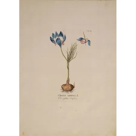 Crocus sativus saffron flower with bulb, original hand-colored botanical engraving by  Plenck, Vienna c.1788