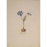 Crocus sativus saffron flower with bulb, original hand-colored botanical engraving by  Plenck, Vienna c.1788