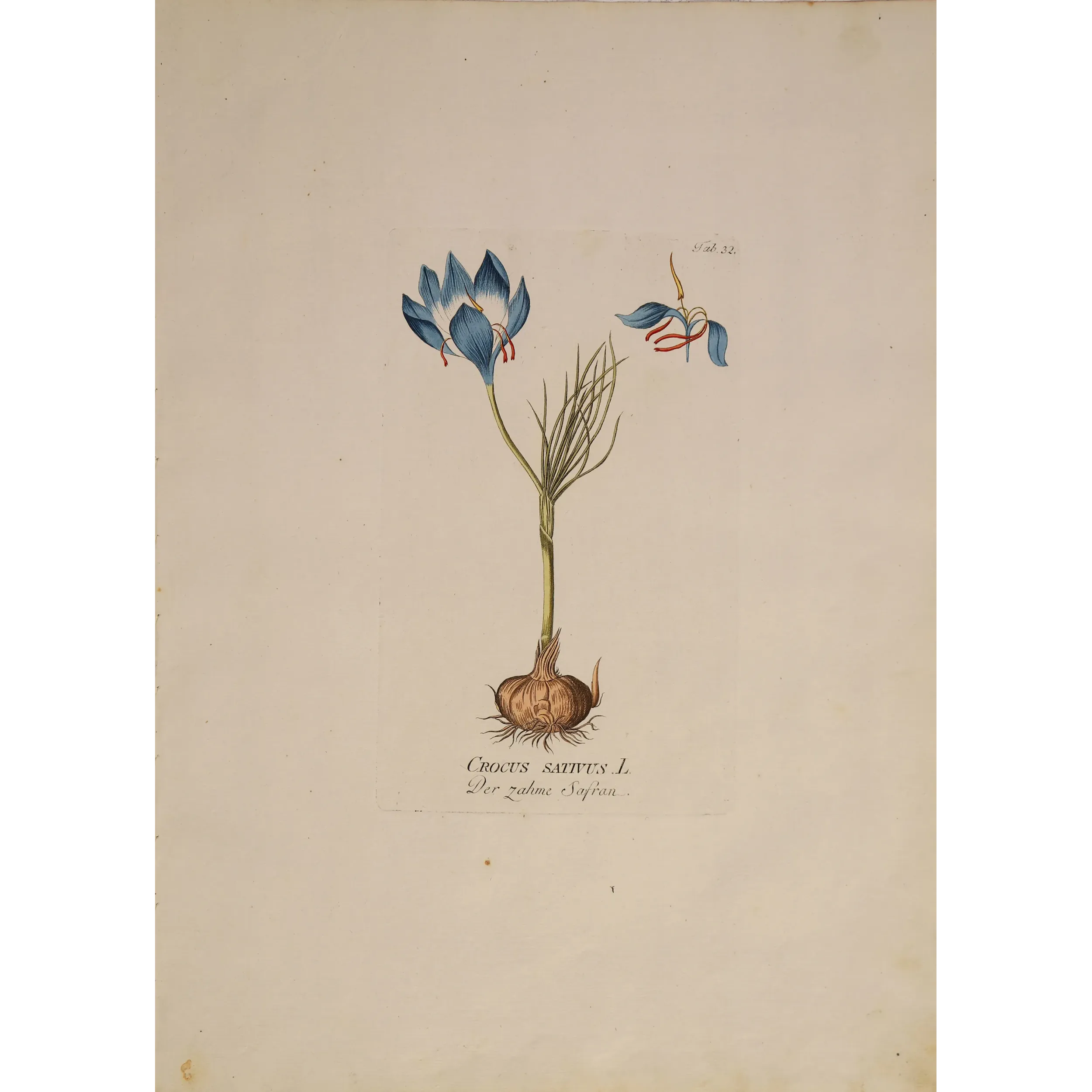 Crocus sativus saffron flower with bulb, original hand-colored botanical engraving by  Plenck, Vienna c.1788