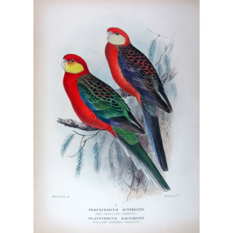 Red-mantled Parrot & Yellow-cheeked Parrot by Roland Green – The Birds of Australia