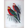 Red-mantled Parrot & Yellow-cheeked Parrot (*Platycercus icterotis / Platycercus salvadorii*) – Original lithograph by Green, Ma