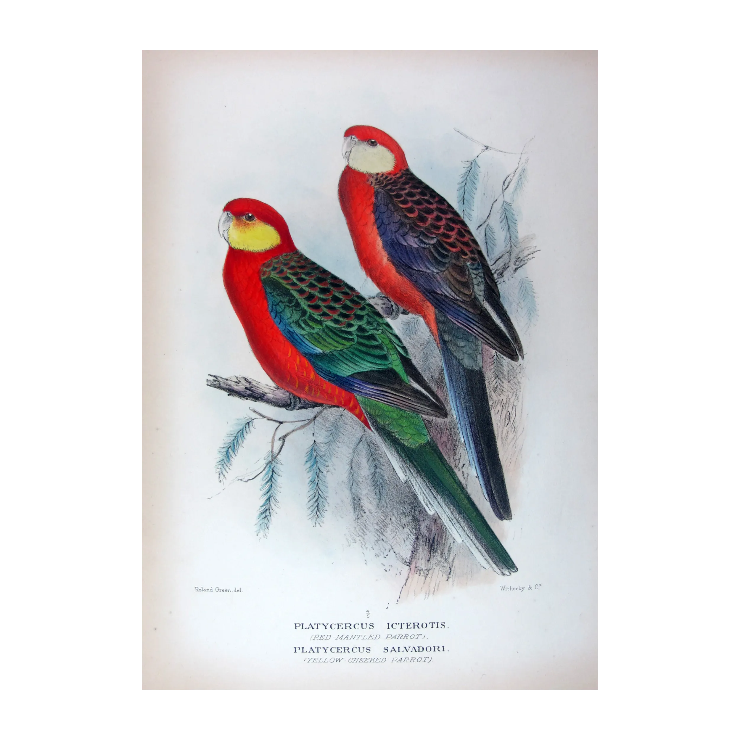 Red-mantled Parrot & Yellow-cheeked Parrot by Roland Green – The Birds of Australia