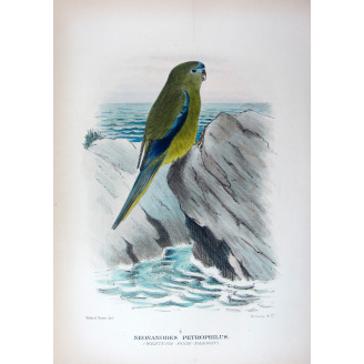 Western Rock Parrot by Roland Green – The Birds of Australia