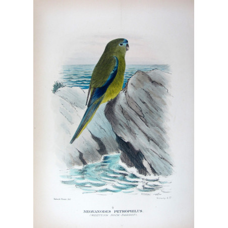 Western Rock Parrot by Roland Green – The Birds of Australia