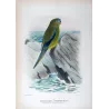 Western Rock Parrot (*Neonanodes petrophilus*) – Original lithograph by Green, Mathews (1910–27)