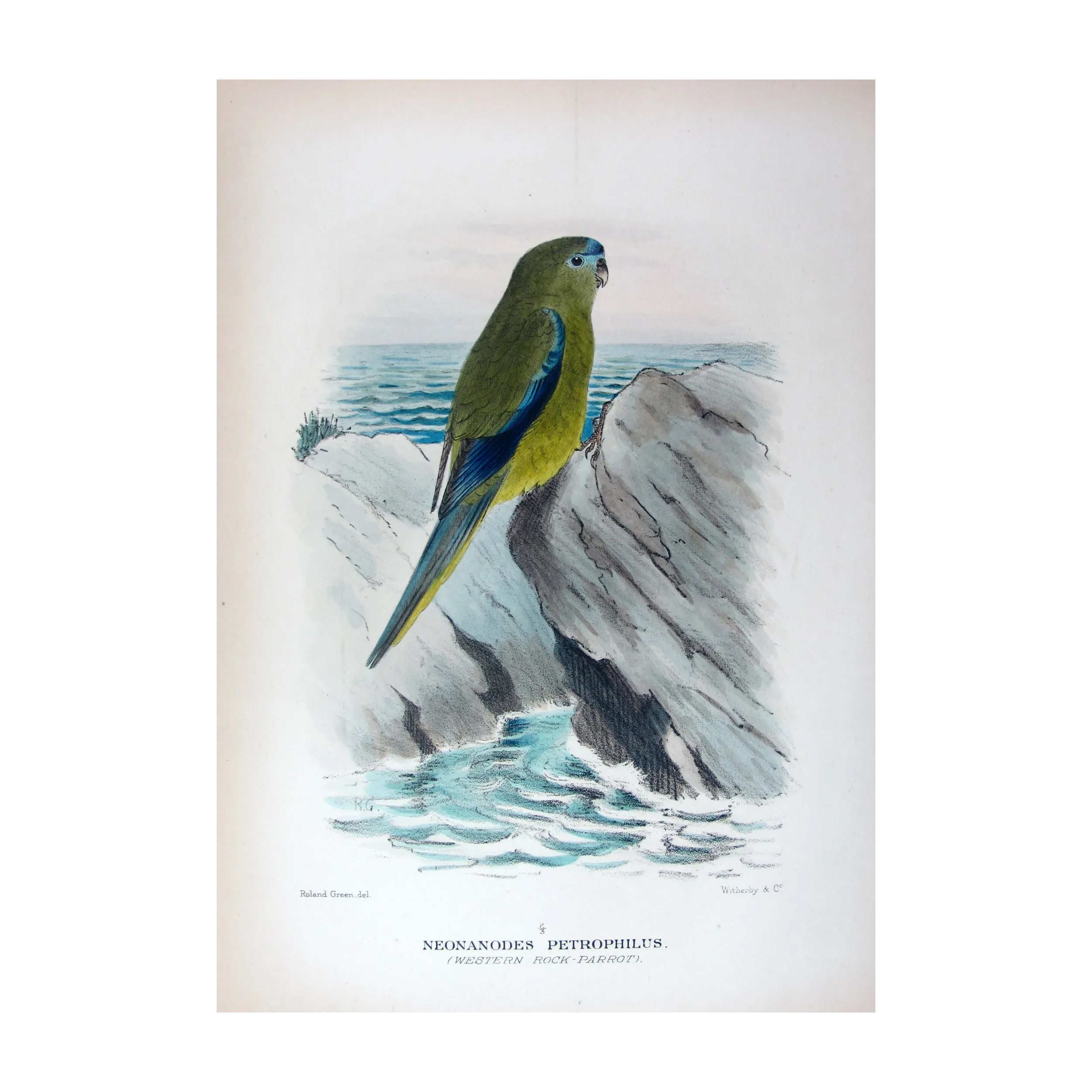 Western Rock Parrot by Roland Green – The Birds of Australia
