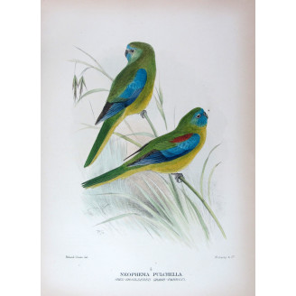 Red-shouldered Grass Parrot by Roland Green – The Birds of Australia