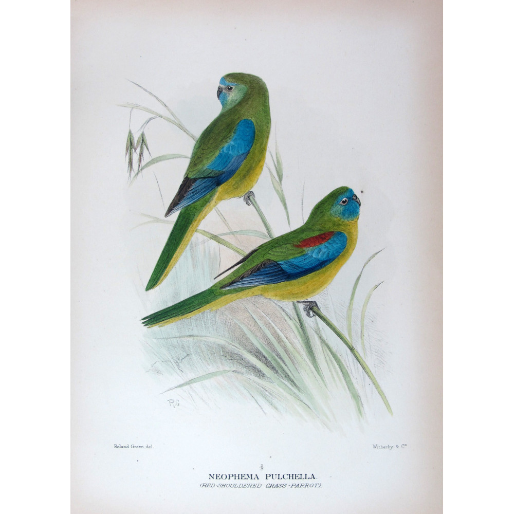 Red-shouldered Grass Parrot by Roland Green – The Birds of Australia Red-shouldered Grass Parrot by Roland Green – The Birds of Australia