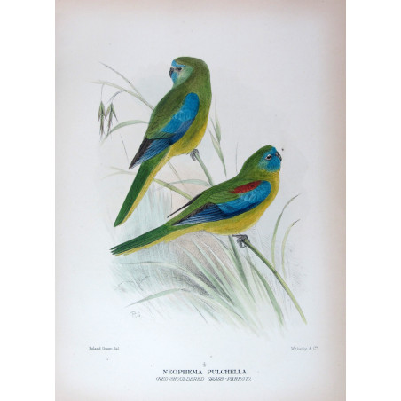 Red-shouldered Grass Parrot by Roland Green – The Birds of Australia