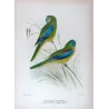 Red-shouldered Grass Parrot (*Neophema pulchella*) – Original lithograph by Green, Mathews (1910–27)
