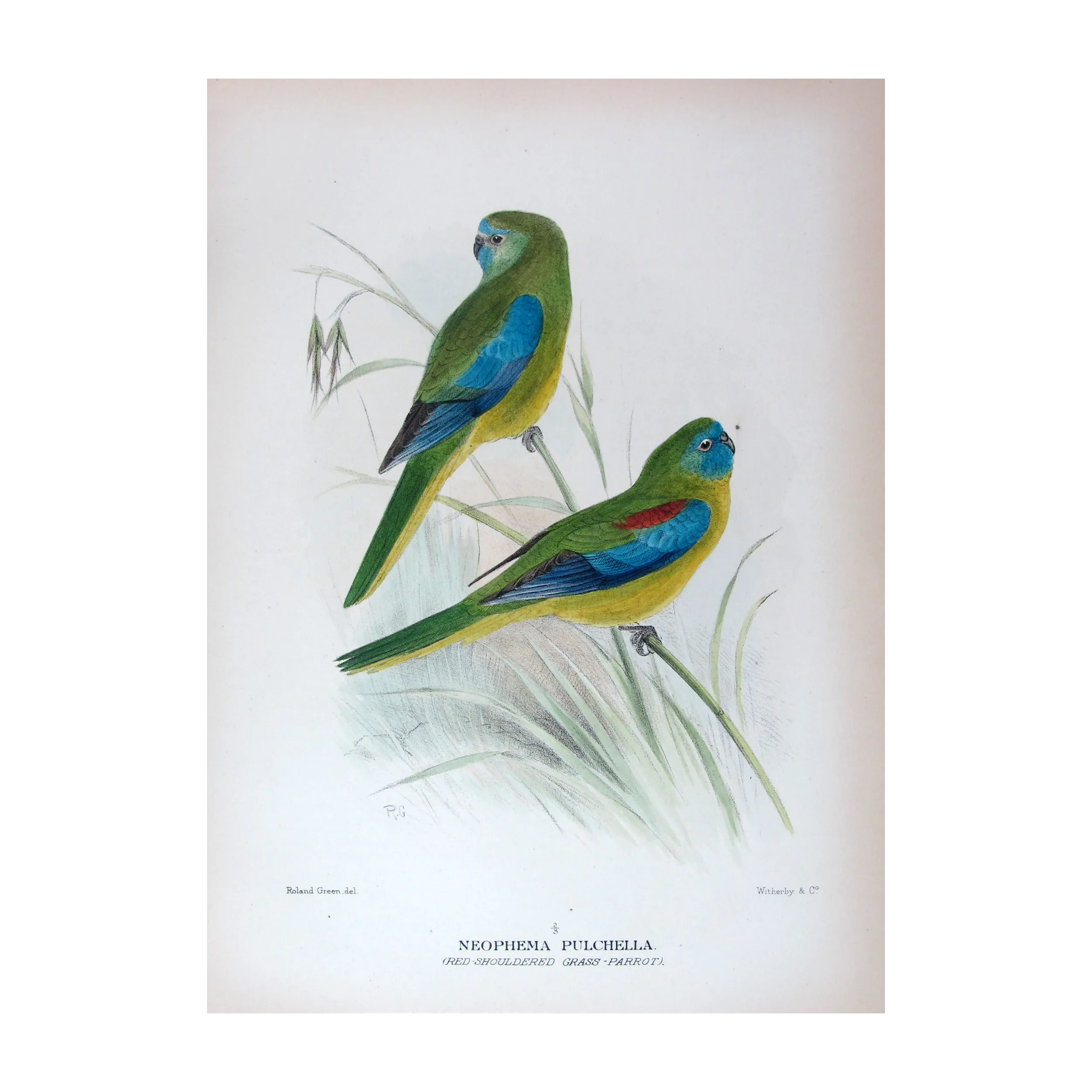 Red-shouldered Grass Parrot by Roland Green – The Birds of Australia