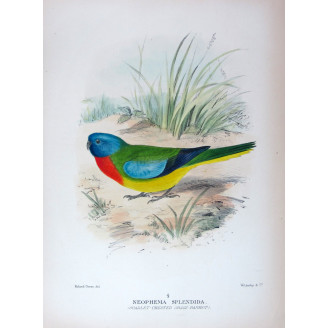 Scarlet-chested Grass Parrot by Roland Green – The Birds of Australia