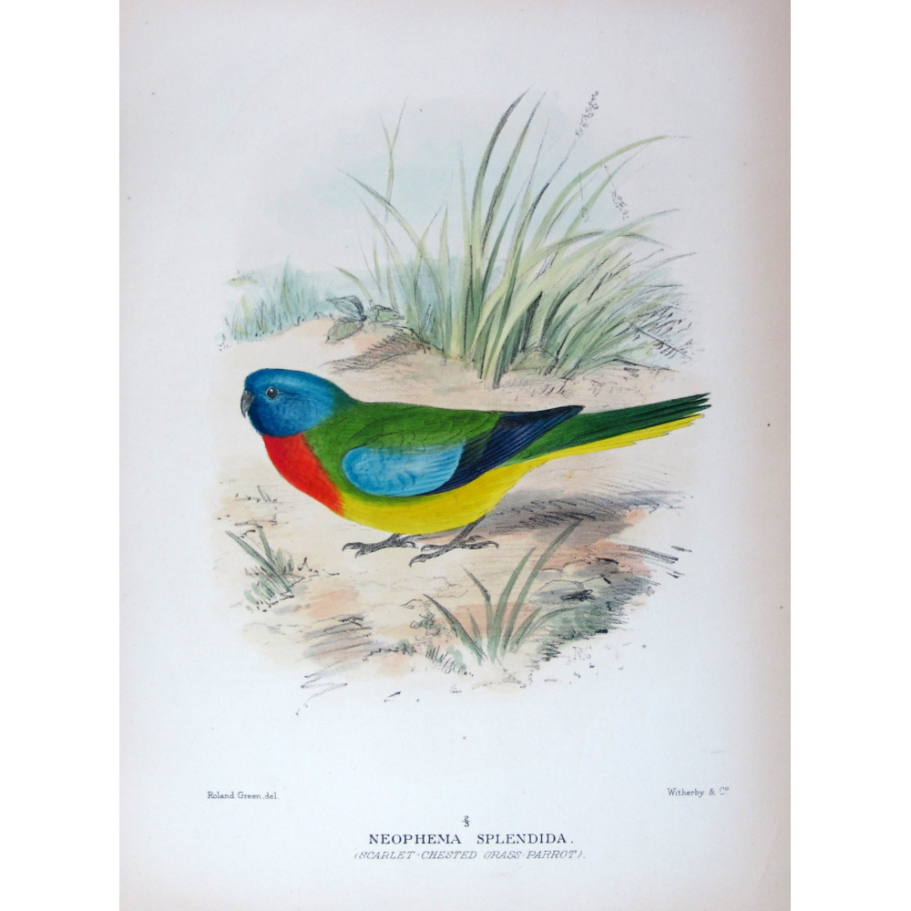 Scarlet-chested Grass Parrot by Roland Green – The Birds of Australia Scarlet-chested Grass Parrot by Roland Green – The Birds of Australia