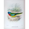 Scarlet-chested Grass Parrot (*Neophema splendida*) – Original lithograph by Green, Mathews (1910–27)
