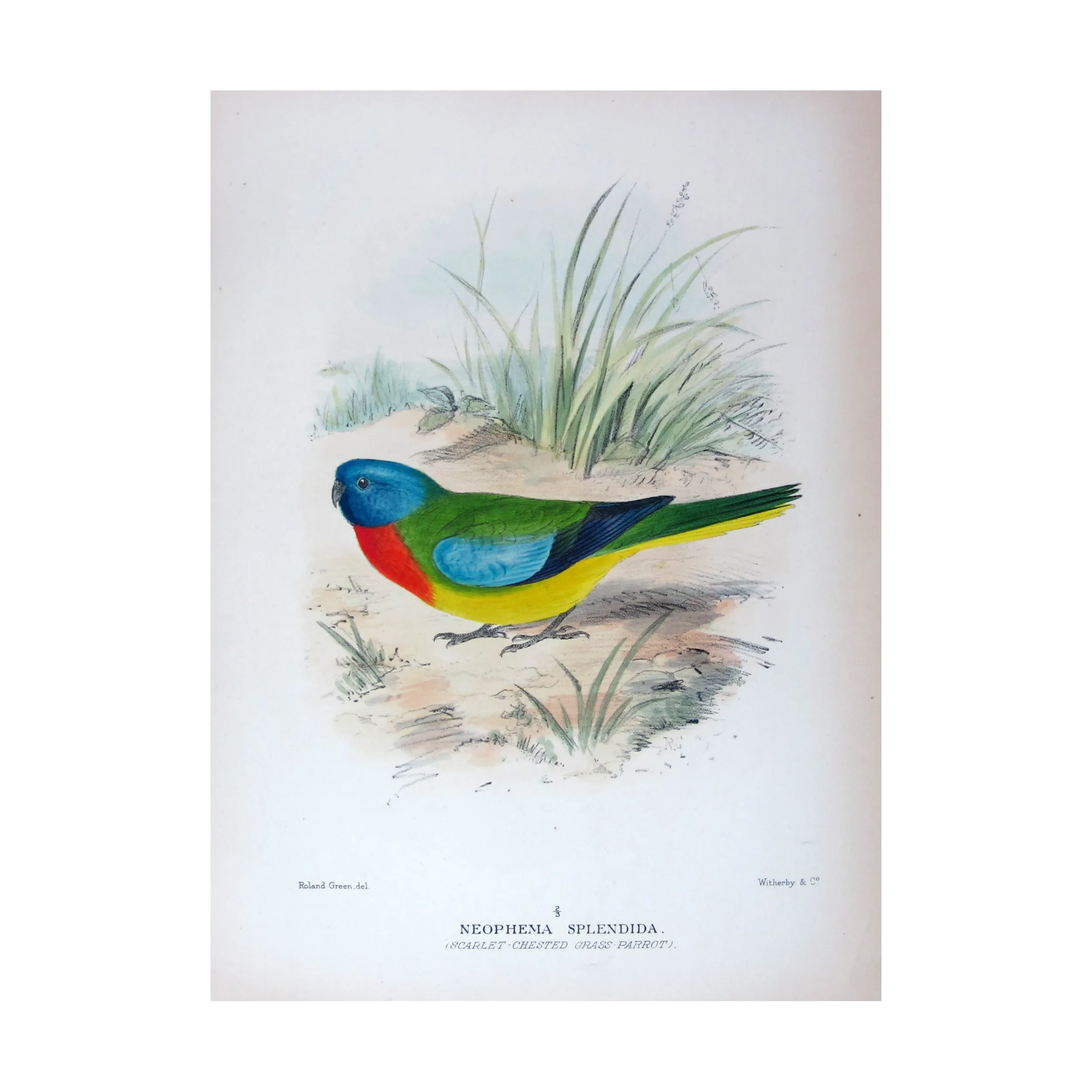 Scarlet-chested Grass Parrot by Roland Green – The Birds of Australia