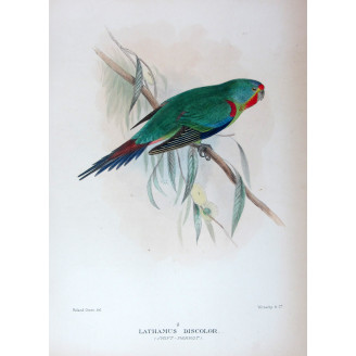 Swift Parrot by Roland Green – The Birds of Australia