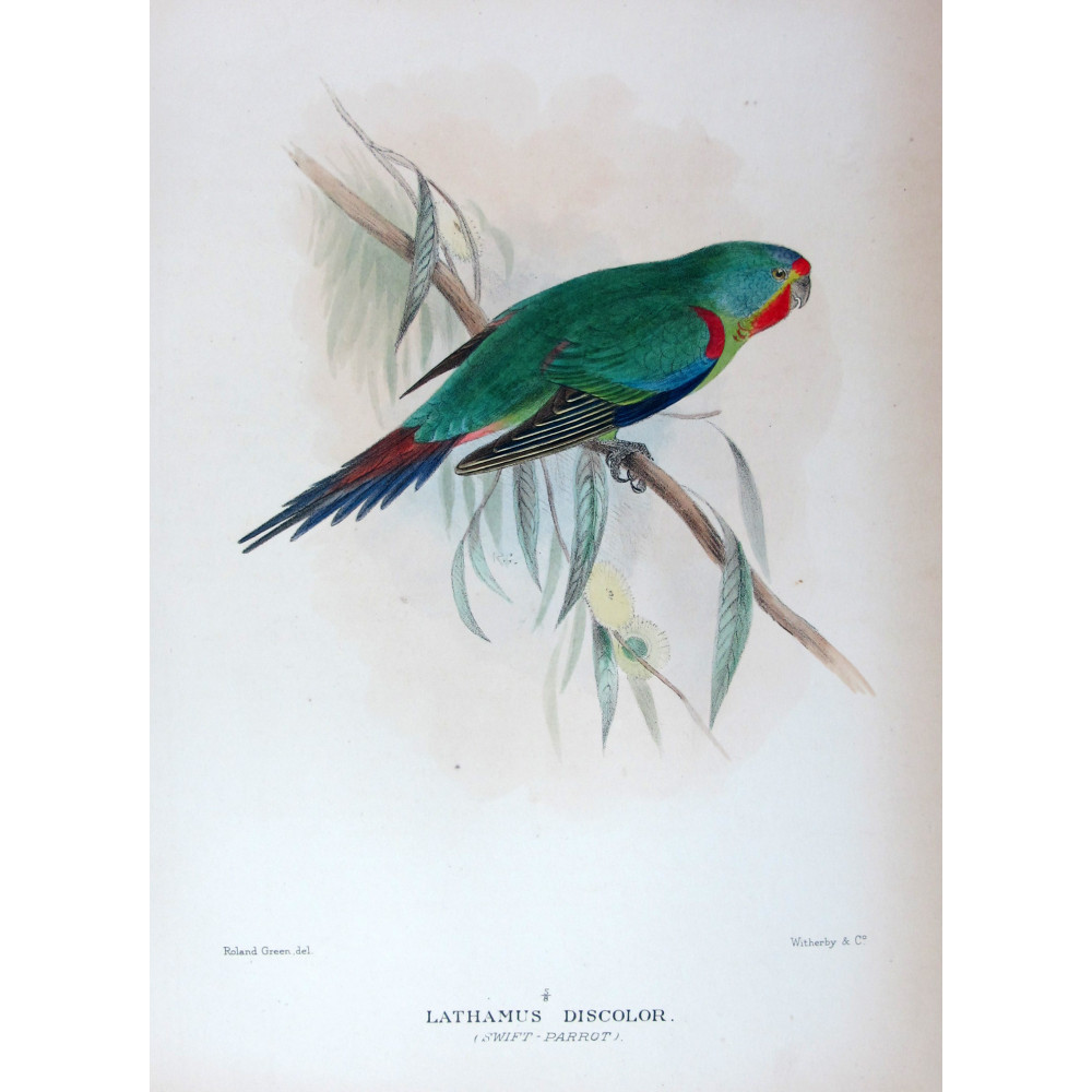 Swift Parrot by Roland Green – The Birds of Australia Swift Parrot by Roland Green – The Birds of Australia