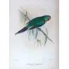 Swift Parrot (*Lathamus discolor*) – Original lithograph by Green, Mathews (1910–27)