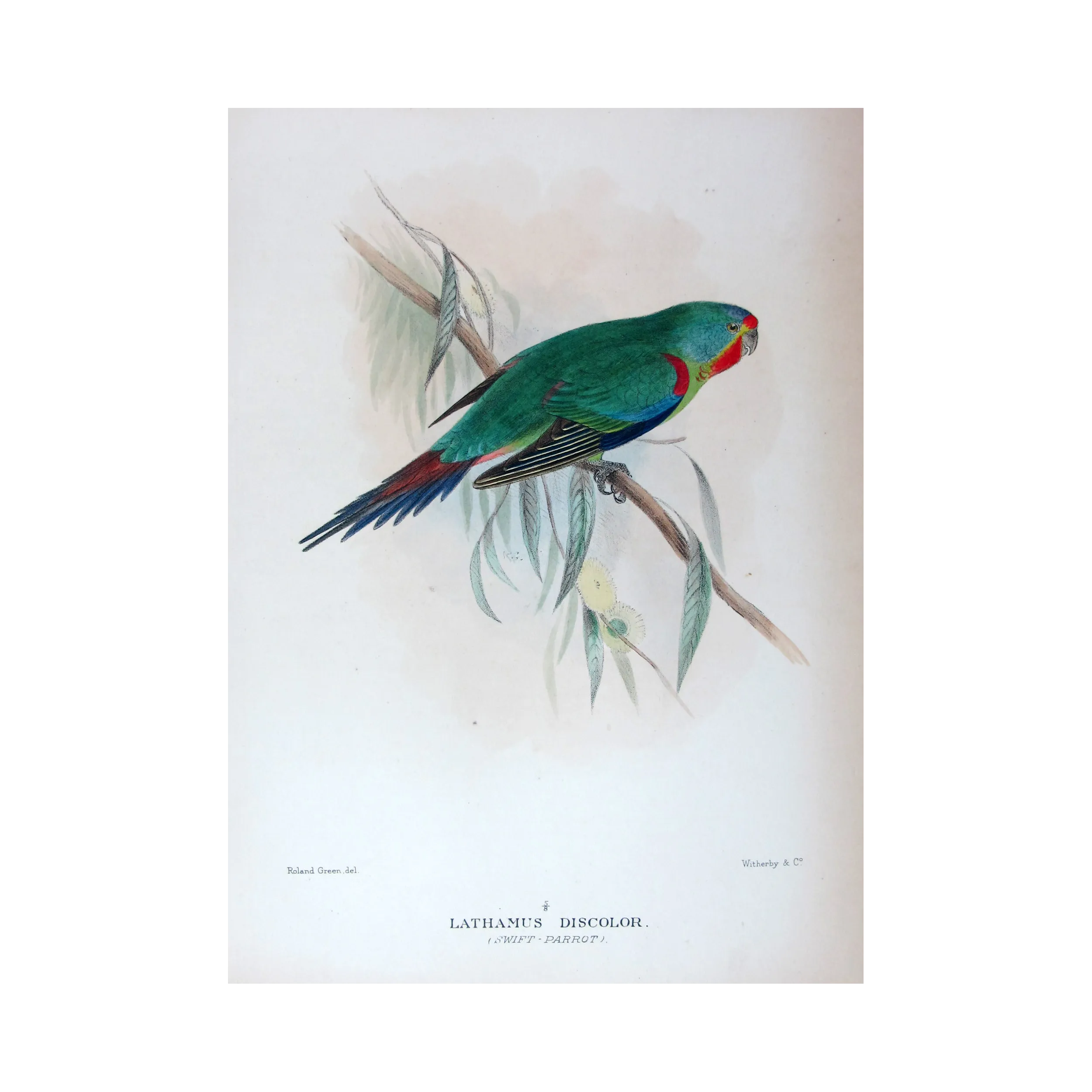 Swift Parrot by Roland Green – The Birds of Australia