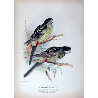 Western Smutty Parrot & Smutty Parrot by Roland Green – The Birds of Australia