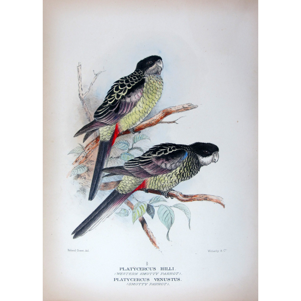 Western Smutty Parrot & Smutty Parrot by Roland Green – The Birds of Australia Western Smutty Parrot & Smutty Parrot by Roland Green – The Birds of Australia