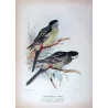 Western Smutty Parrot & Smutty Parrot (*Platycercus hilli / Platycercus venustus*) – Original lithograph by Green, Mathews (1910