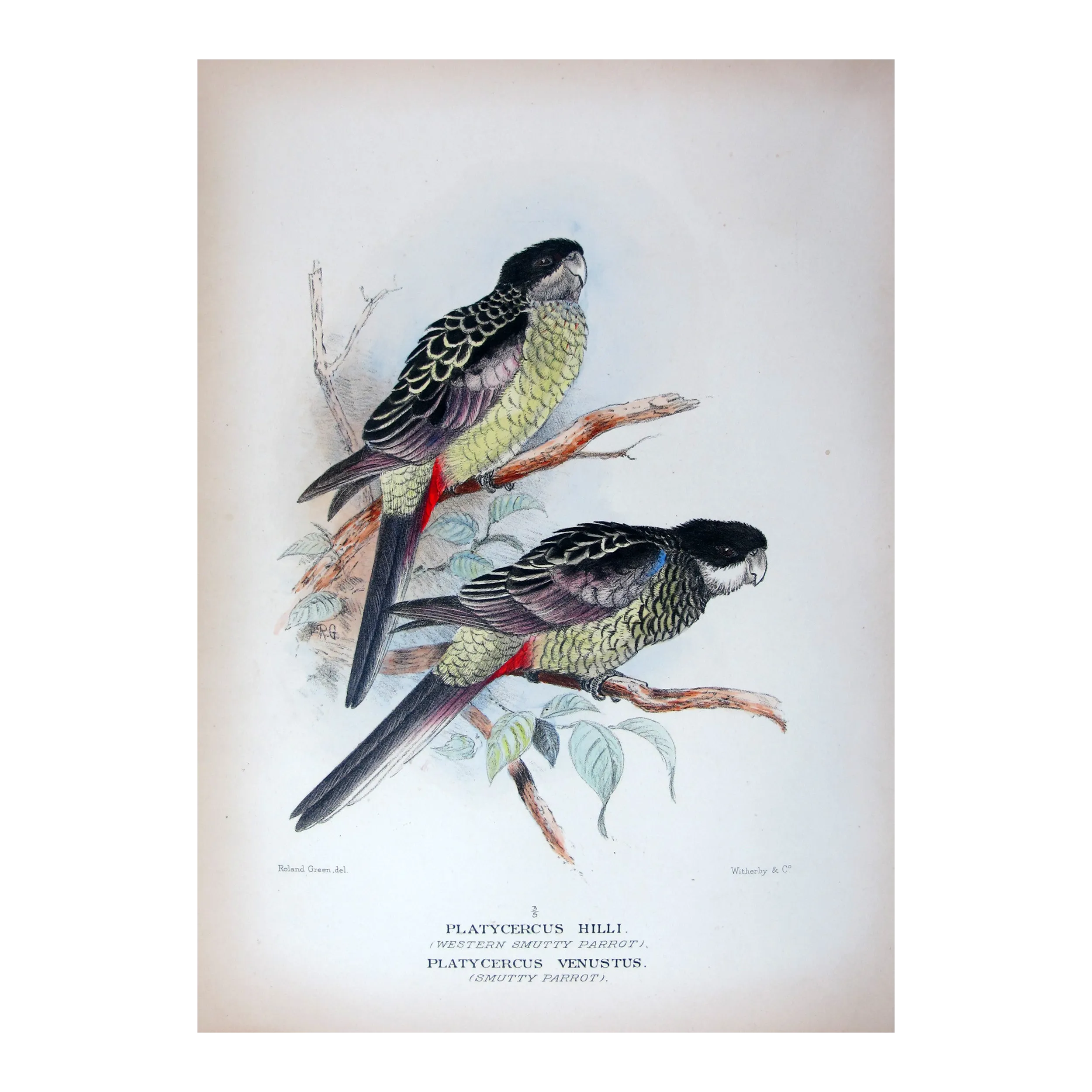 Western Smutty Parrot & Smutty Parrot by Roland Green – The Birds of Australia