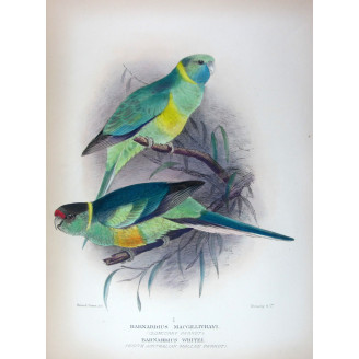 Cloncurry Parrot & South Australian Mallee Parrot by Roland Green – The Birds of Australia