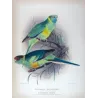 Cloncurry Parrot & South Australian Mallee Parrot (*Barnardius macgillivrayi / Barnardius whitei*) – Original lithograph by Gree
